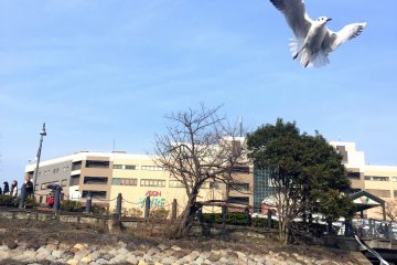 These seagulls are called ''Yurikamome'' in Japanese
