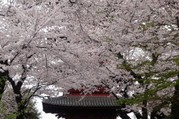 The 5-story pagoda is obscured by sakura