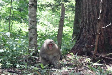 <p>Keep an eye out along the path for some of these red-faced Japanese monkeys</p>