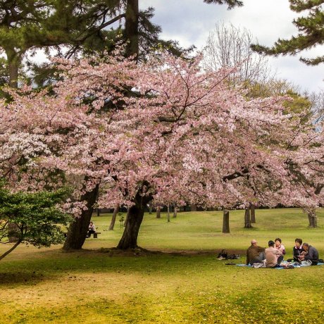 Hoa anh đào ở công viên Beppu