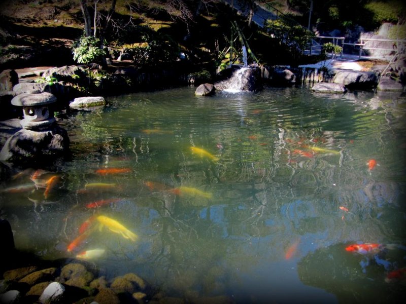 The koi pond is much more enjoyable without the crowds