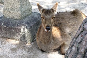 Deer are at home in Miyajima