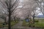 Best Cherry Blossom Sites in Iwate