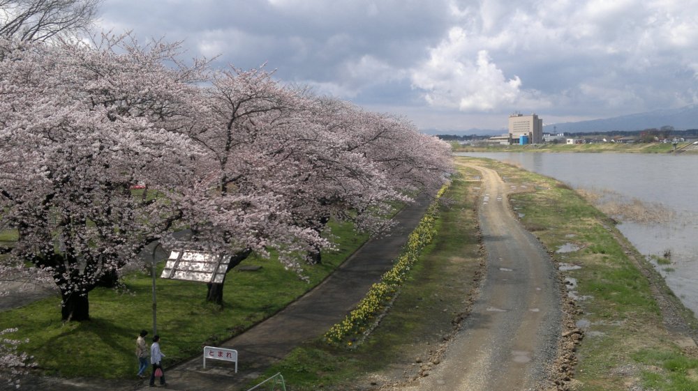 Blossom сайт. Китаками (горы). Иватэ Япония. Иватэ.