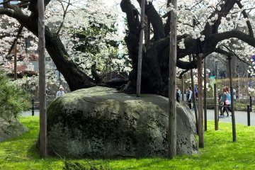 The Rock Splitting Cherry Tree, 石割桜