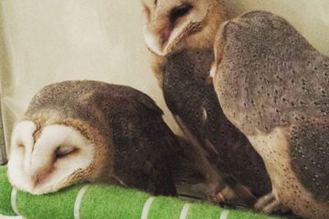 Barn owls at rest