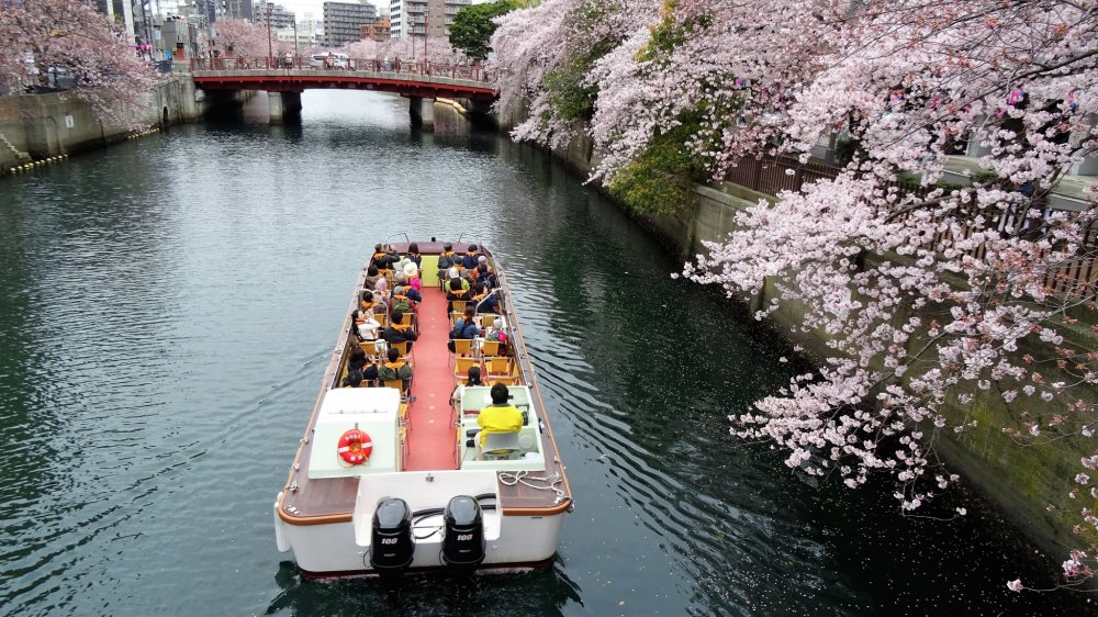 ในฤดูดอกซากุระจะมีบริการล่องเรือชมอยู่หลายแบบ