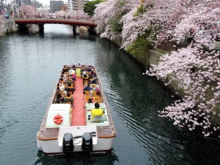 ในฤดูดอกซากุระจะมีบริการล่องเรือชมอยู่หลายแบบ