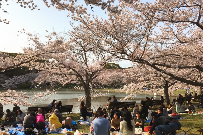 Hanami - tradisi musim semi yang sangat ditunggu-tunggu di mana orang-orang akan menikmati sake di bawah pohon sakura