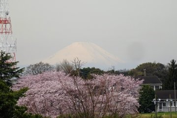 ในวันที่มีอากาศดี คุณสามารถชมภูเขาฟูจิได้จากระเบียงชมวิวของสวน