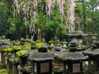 Cherry blossoms form a beautiful backdrop to the mossy stone lanterns