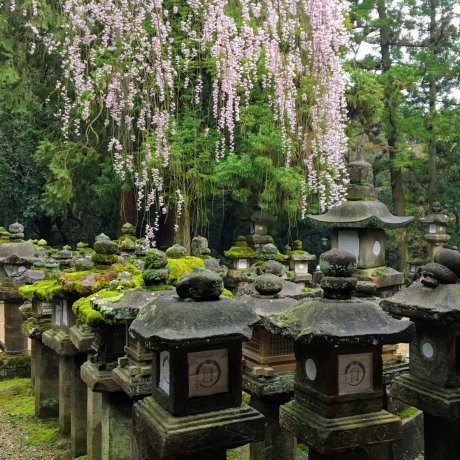 Kasuga Taisha Shrine in Spring