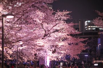 Ночной вид на цветущую сакуру с улицы Роппонги