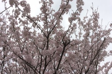 Even on a cloudy day you can appreciate the beauty of these blossoms