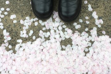 Look down! The petals fly from the tree and gather on the ground like snow