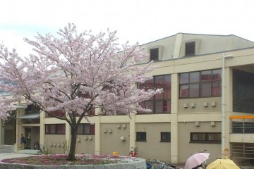 Yamaguchi University's beautiful sakura