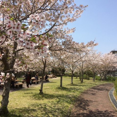 Sakura Pucat di Kota Yamaguchi