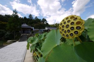 Lotus flower seed pods