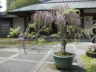 I ran into beautiful fuji bonsai on my way in