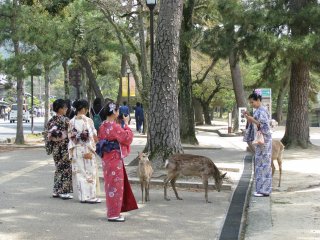 Girls in yukata and deer