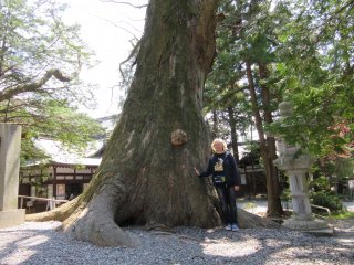 Самое большое дерево, которое я видела, росло в храме Сува, Нагано