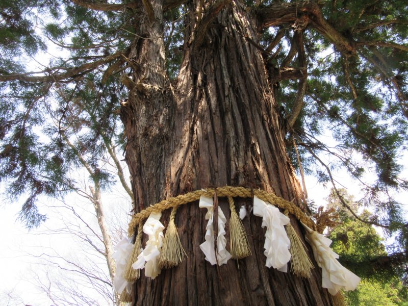 Священное дерево в храме Сува, Нагано