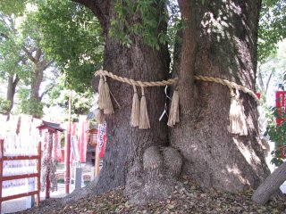 Cây thông đôi tại Suwa Taisha, Nagano