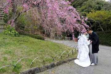 ทั่วทั้งสวนมีทัศนียภาพที่งดงาม เหมาะแก่การถ่ายภาพพรีเวดดิ้ง (Pre Wedding)