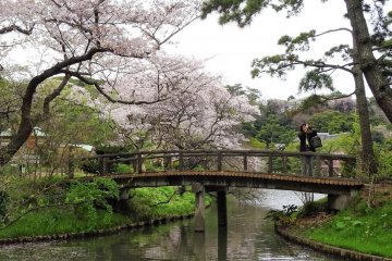สะพานโค้งแบบญี่ปุ่นเข้ากันมากกับต้นซากุระ