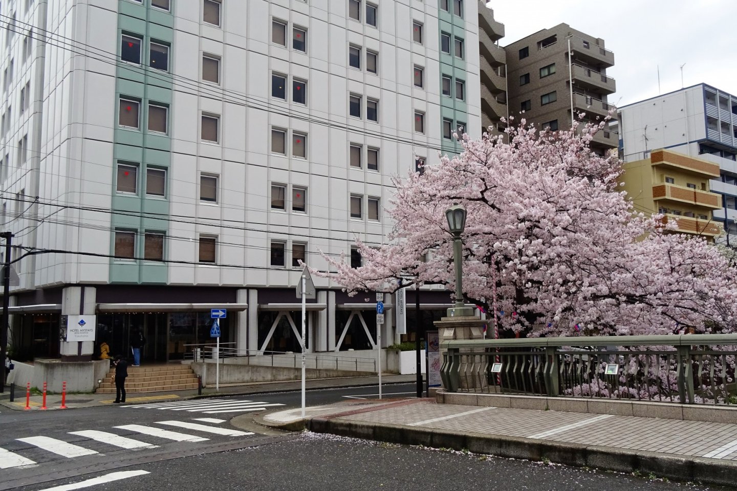 อาคารโรงแรมมายสเตย์ โยโกฮะมะ ตั้งอยู่ในทำเลที่สะดวกสบายที่สุดสำหรับชมดอกซากุระริมแม่น้ำโอโอะคะกะวะ
