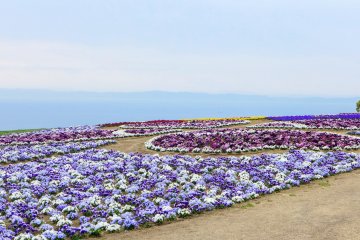 A cultivated flower plot