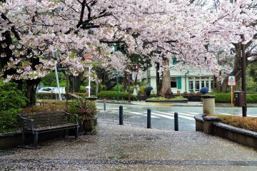 ซากุระ โนะ อะเมะ (Sakura no Ame) สายฝนกลีบดอกซากุระ