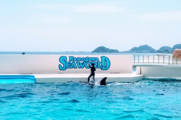 Surfing on a killer whale, only at Sea World