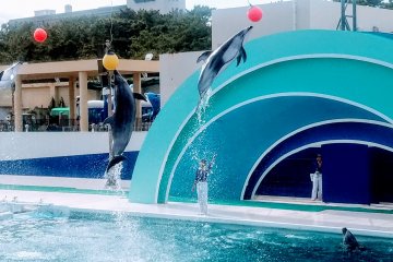 Three dolphins jumping together to touch high altitude balls