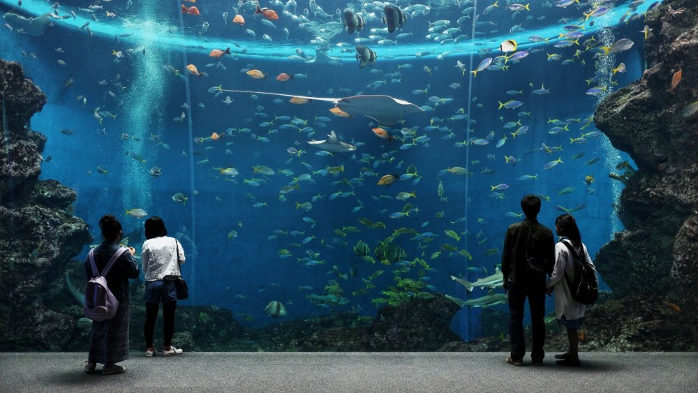 Aquarium yang besar penuh dengan binatang laut yang memberikan kesan yang santai