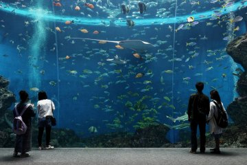 The huge aquarium full of marine life is highly relaxing