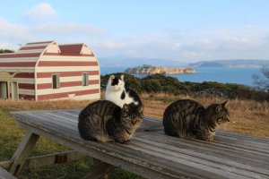 Ilha dos Gatos em Tashirojima