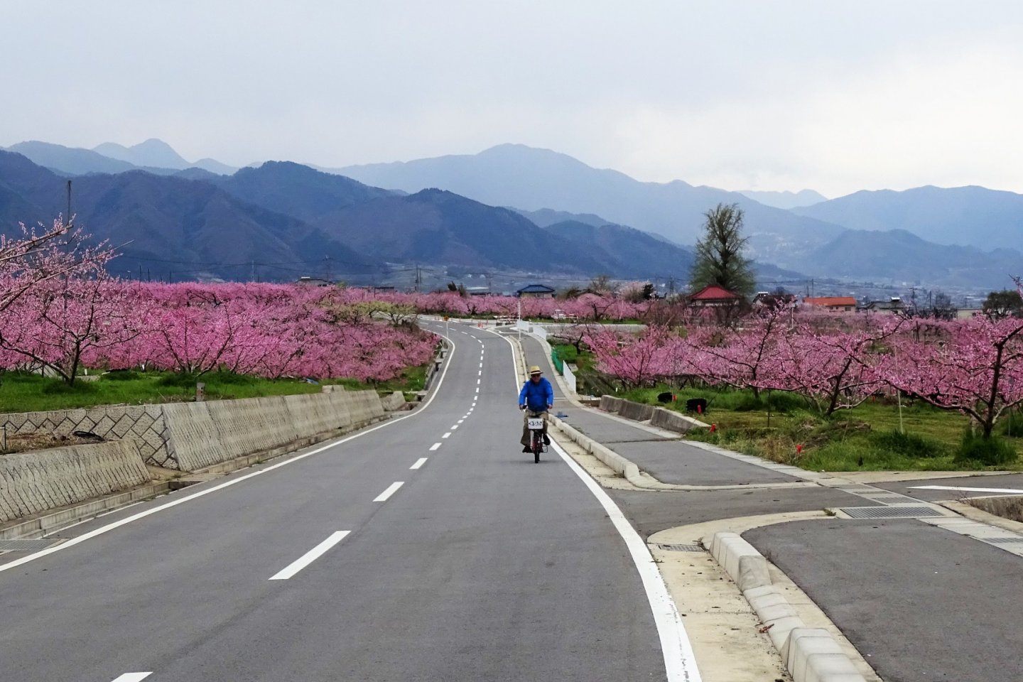 ปั่นจักรยานท่ามกลางทะเลดอกไม้สีชมพู