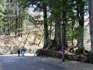 ถนนซุกินะมิ (Suginami) ถนนต้นสนโบราณแห่งเมืองมรดกโลกนิกโกะ ทอดตัวไปสู่ศาลเจ้าโทะโชะกุ