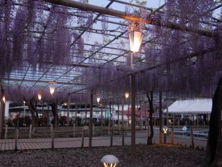 Suasana romantis taman wisteria saat malam