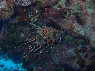 Watch out for the lionfish!