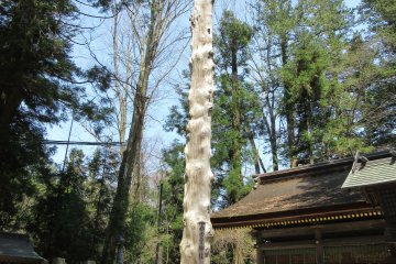 Ствол древнего кедра в храме Симося