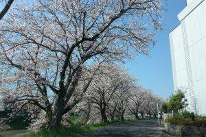 Sakura along the path to the main road