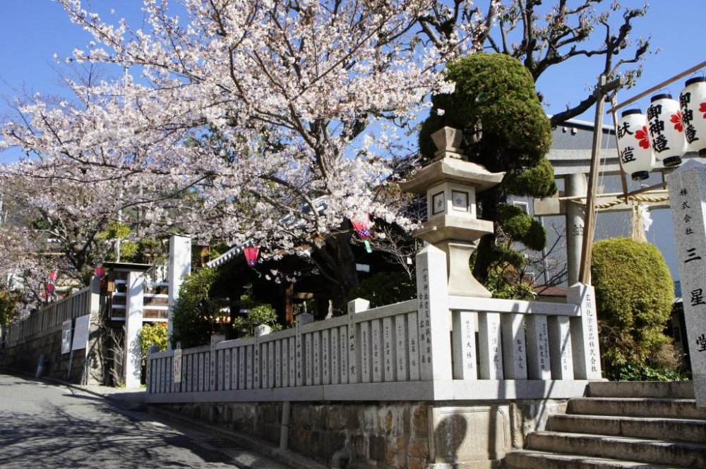 The shrine during the cherry blossom season