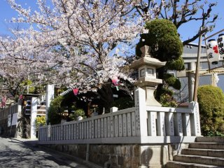 桜シーズンの神社