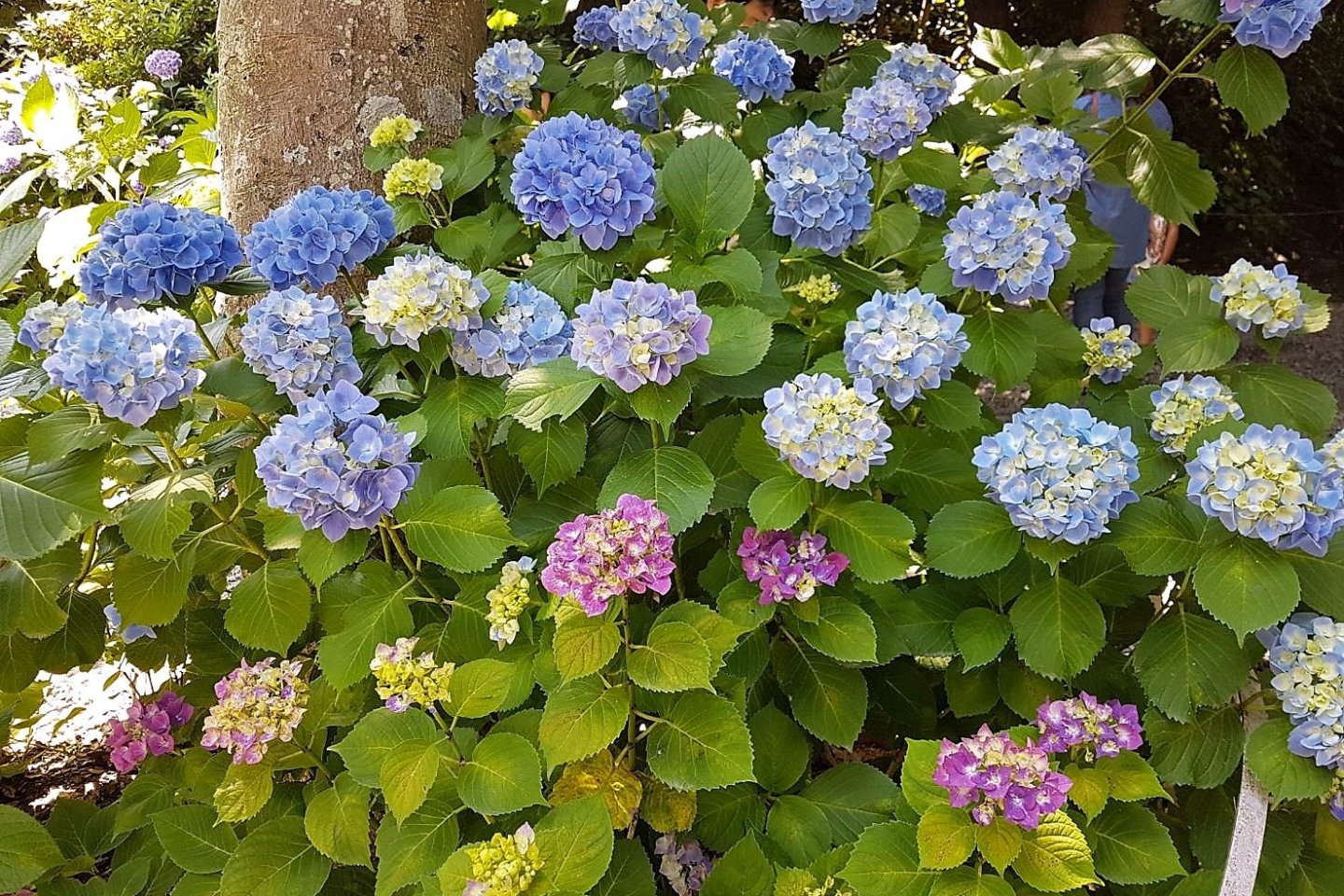 ดอกอะจิไซ (Ajisai) หรือ ดอกไฮเดรนเยีย ที่บางคนยกย่องให้เป็น \'ดอกไม้แห่งสายฝน\'