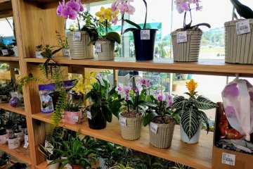 Exotic orchids section