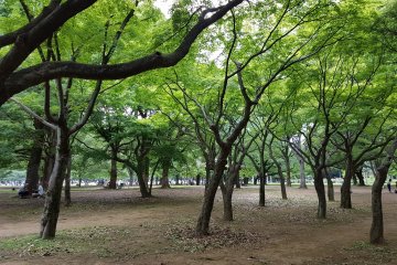 สวนป่าในสวนโยะโยะกิ (Yoyogi)