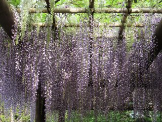 В мае можно увидеть цветущую глицинию, называемую в Японии "фудзи"