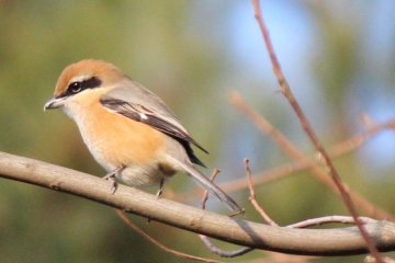The bullheaded shrike impales lizards, frogs and insects on branches to mark its territory